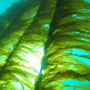 Algas Marinhas