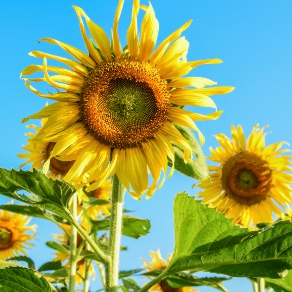 Helioxine