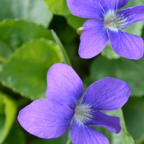 Extrato de Violeta